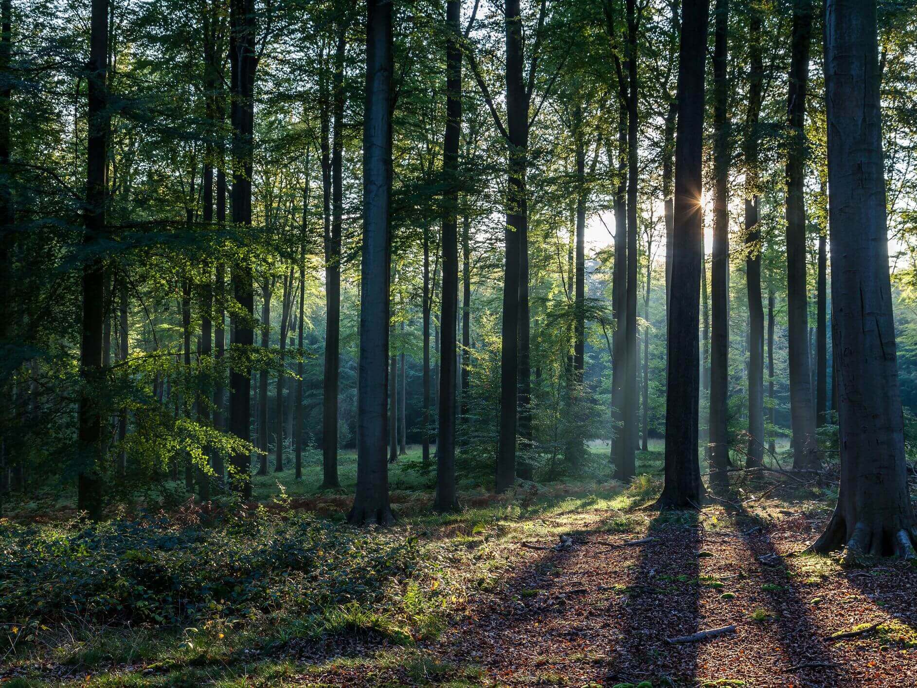 Forest